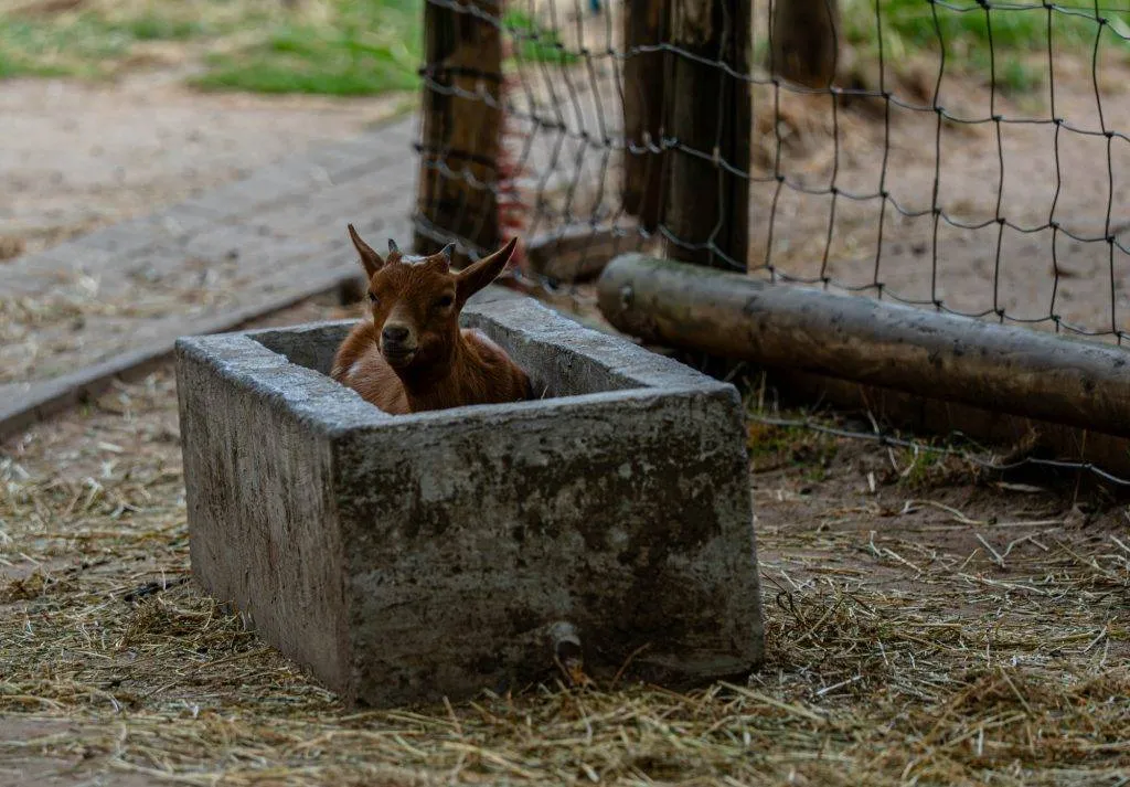 Zooparc Overloon: Impressionen aus dem Urlaub 2 DSC00329