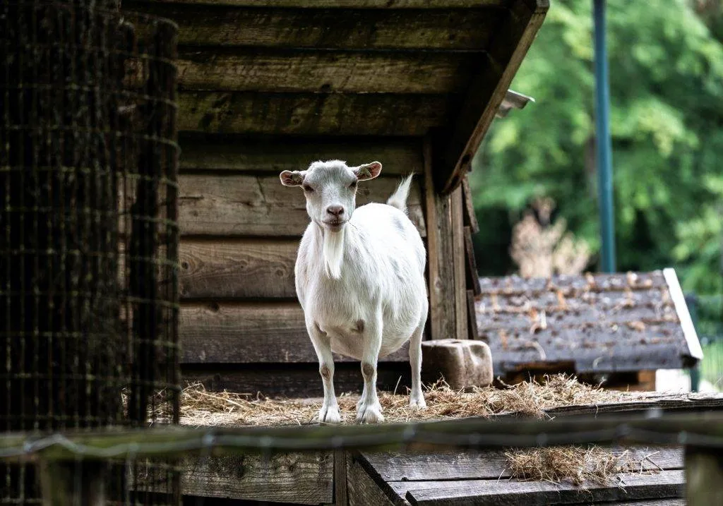 Zooparc Overloon: Impressionen aus dem Urlaub 3 DSC00332
