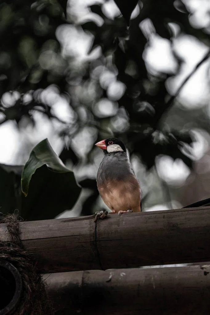 Zooparc Overloon: Impressionen aus dem Urlaub 4 DSC00343