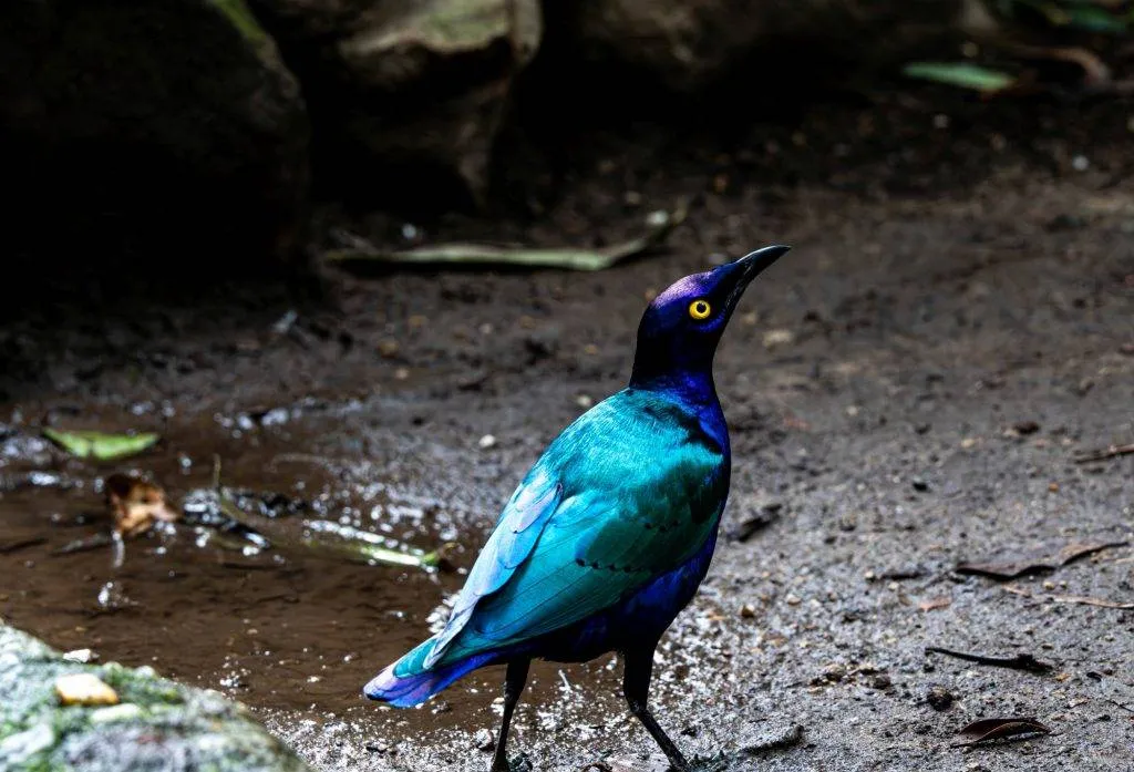 Zooparc Overloon: Impressionen aus dem Urlaub 5 DSC00367