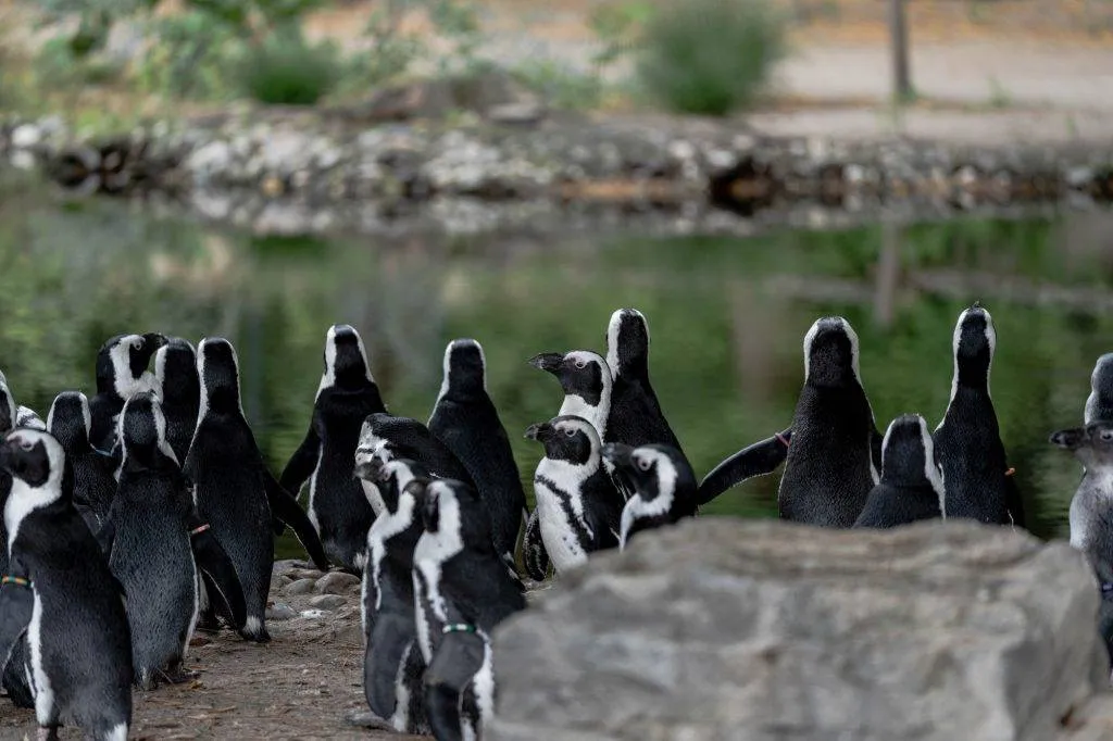 Zooparc Overloon: Impressionen aus dem Urlaub 6 DSC00386