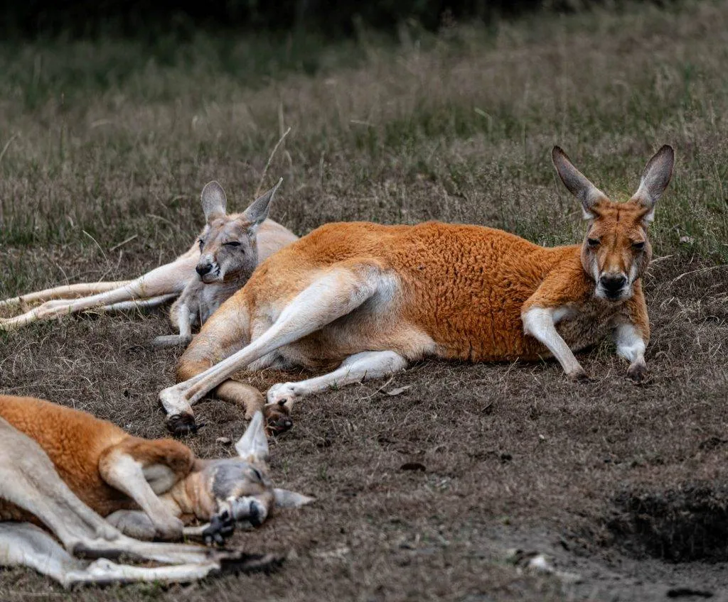 Zooparc Overloon: Impressionen aus dem Urlaub 7 DSC00394