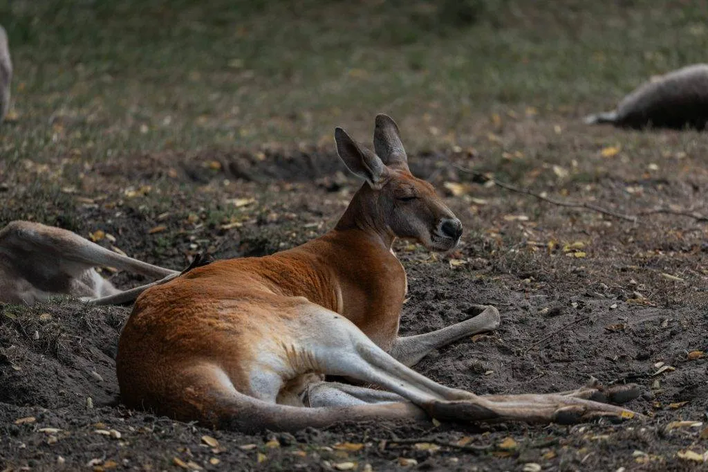 Zooparc Overloon: Impressionen aus dem Urlaub 8 DSC00402