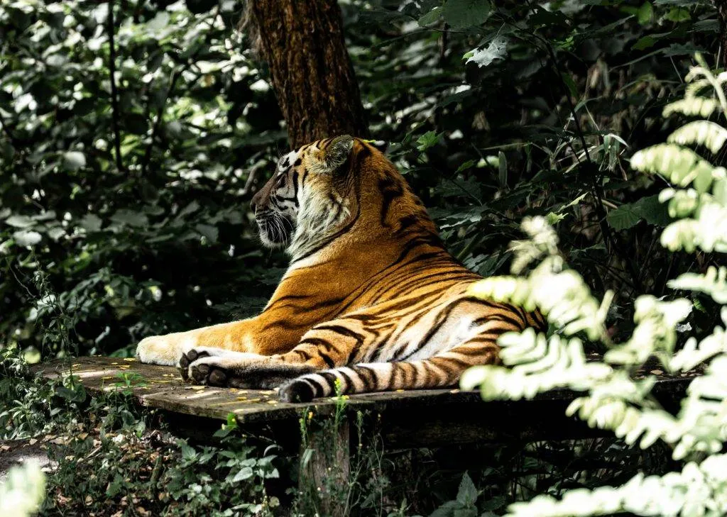 Zooparc Overloon: Impressionen aus dem Urlaub 9 DSC00414