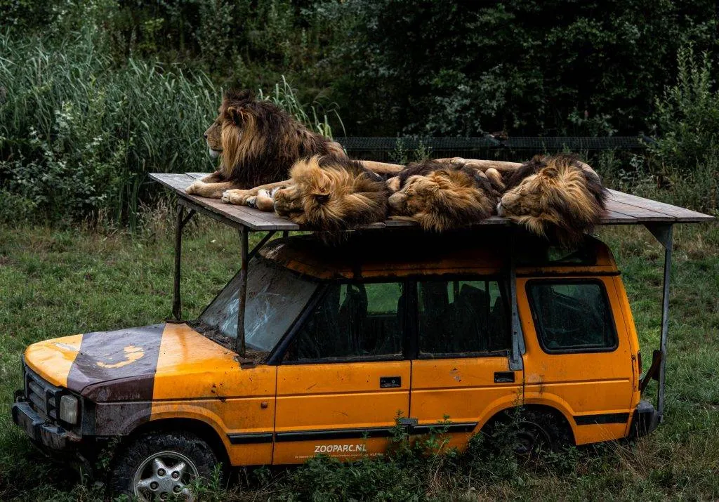 Zooparc Overloon: Impressionen aus dem Urlaub 10 DSC00416 1