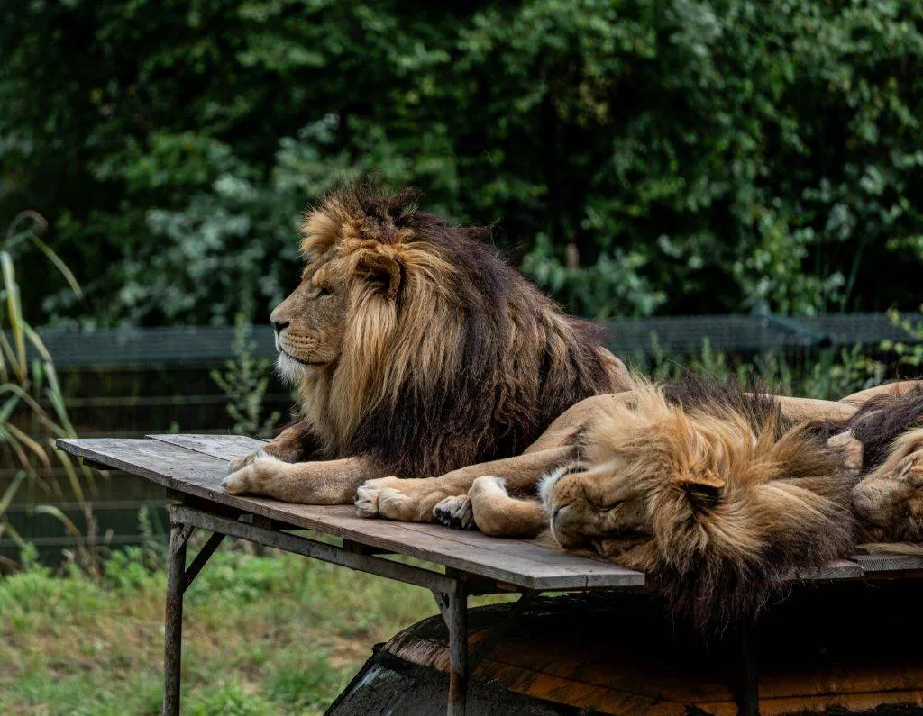 Zooparc Overloon: Impressionen aus dem Urlaub 11 DSC00424