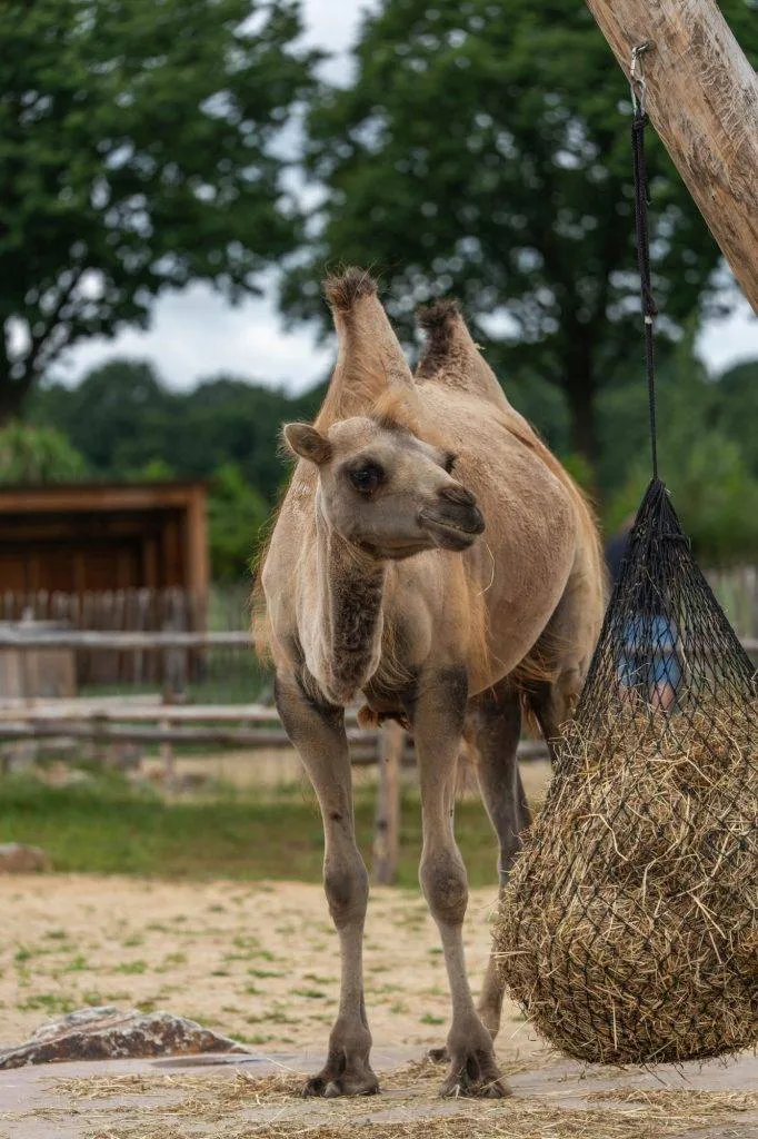 Zooparc Overloon: Impressionen aus dem Urlaub 12 DSC00440