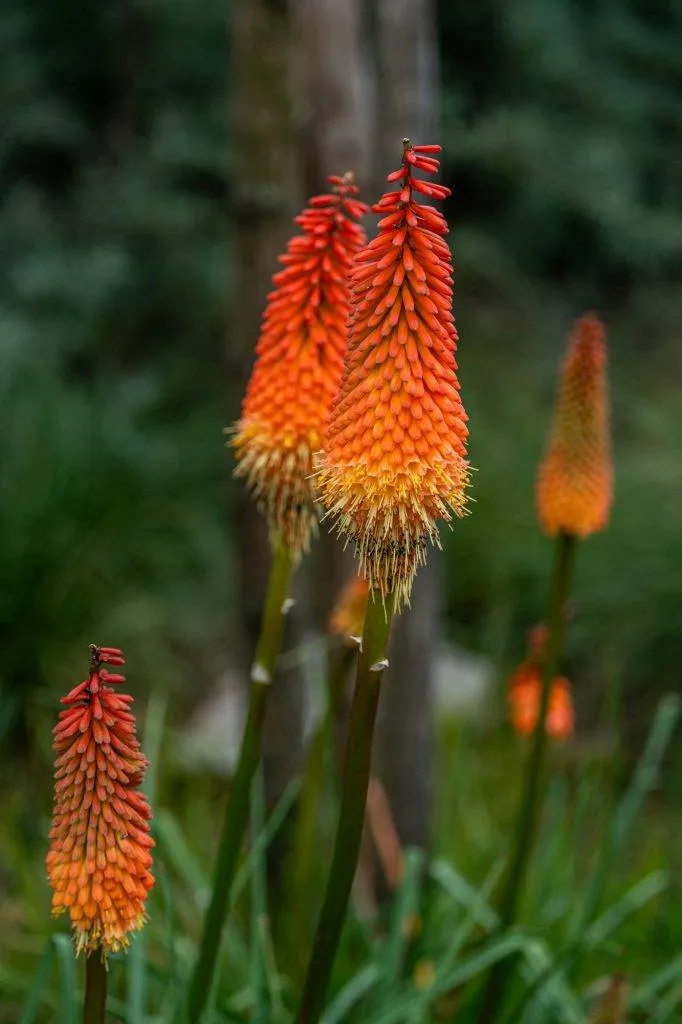 Zooparc Overloon: Impressionen aus dem Urlaub 13 DSC00442