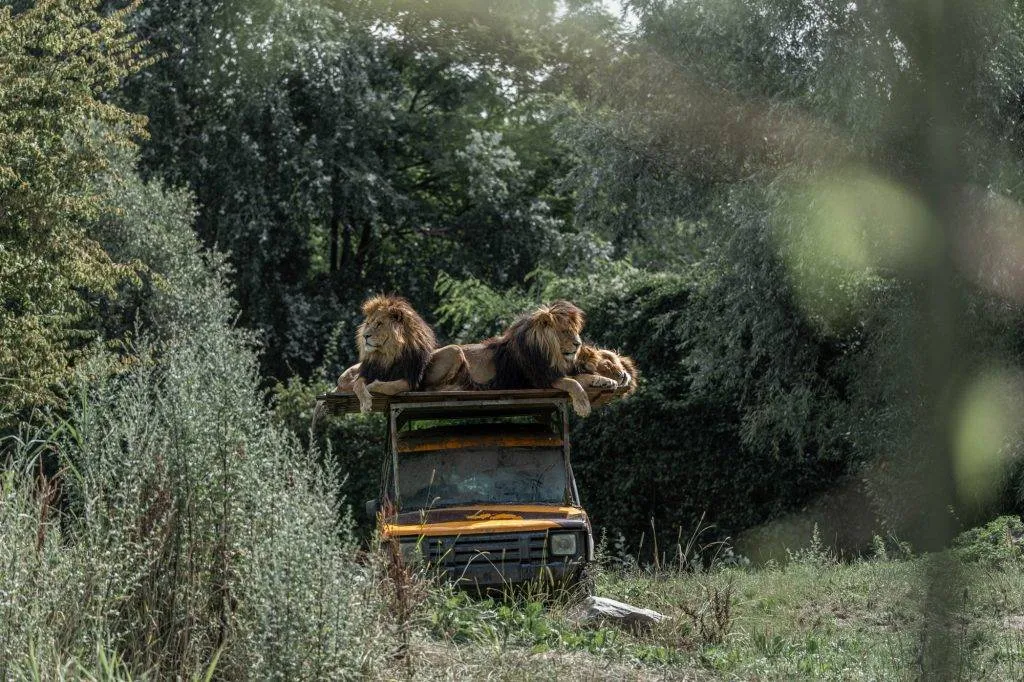 Zooparc Overloon: Impressionen aus dem Urlaub 14 DSC00453