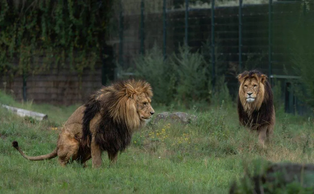 Zooparc Overloon: Impressionen aus dem Urlaub 15 DSC00468