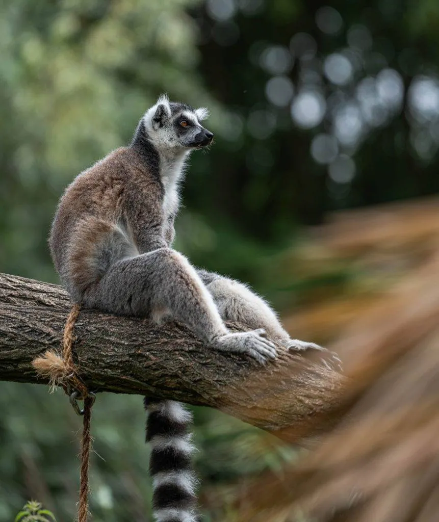 Zooparc Overloon: Impressionen aus dem Urlaub 16 DSC00485