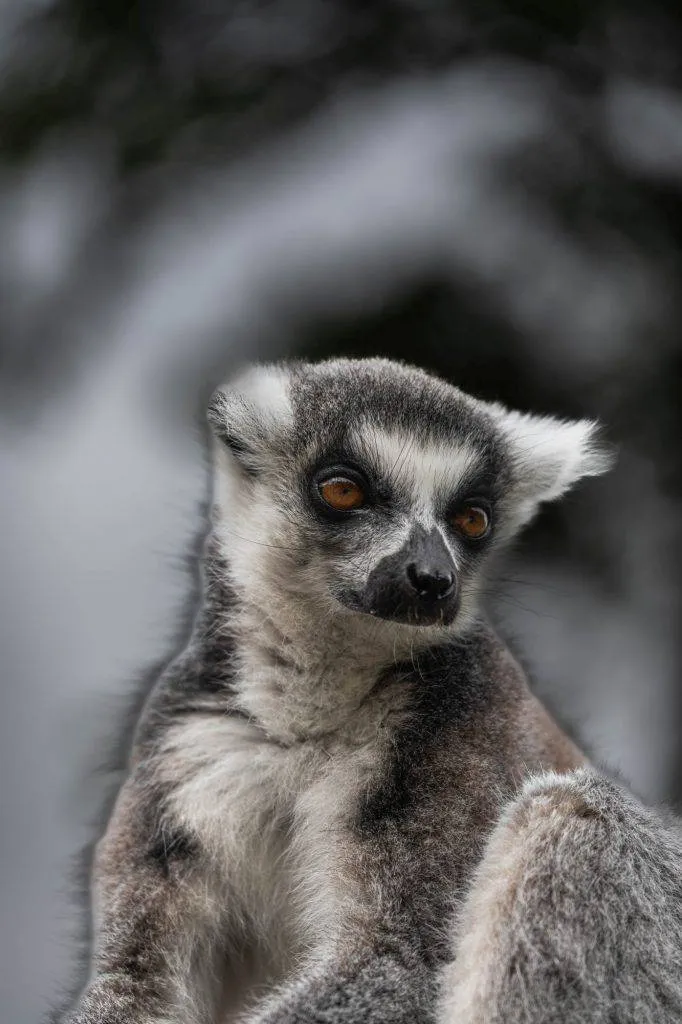 Zooparc Overloon: Impressionen aus dem Urlaub 17 DSC00490