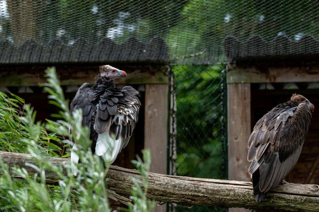Zooparc Overloon: Impressionen aus dem Urlaub 18 DSC00501