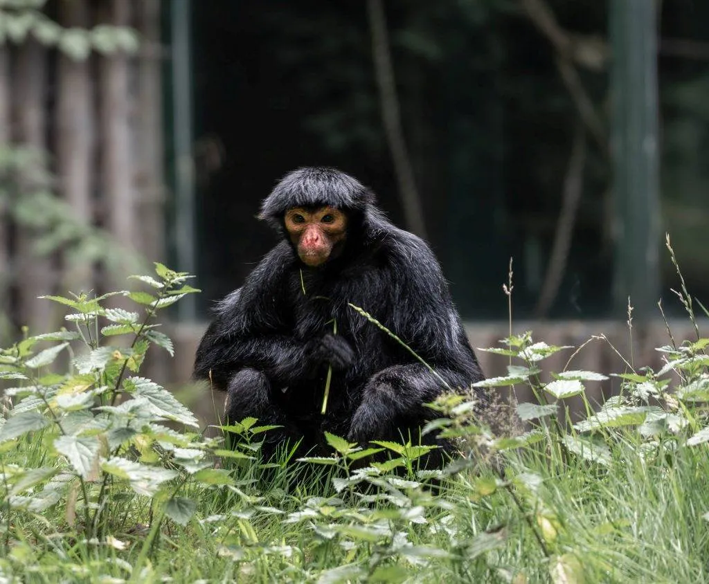 Zooparc Overloon: Impressionen aus dem Urlaub 19 DSC00522
