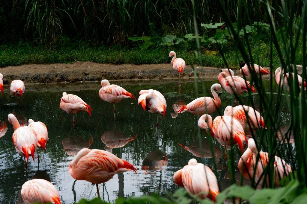 Zooparc Overloon: Impressionen aus dem Urlaub 20 DSC00525