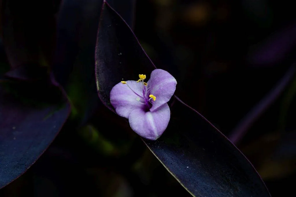 Zooparc Overloon: Impressionen aus dem Urlaub 21 DSC00542