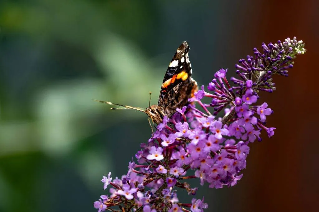 Zooparc Overloon: Impressionen aus dem Urlaub 22 DSC00547